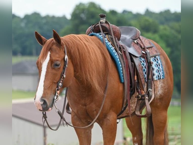 American Quarter Horse Wallach 6 Jahre Roan-Red in Jackson, OH