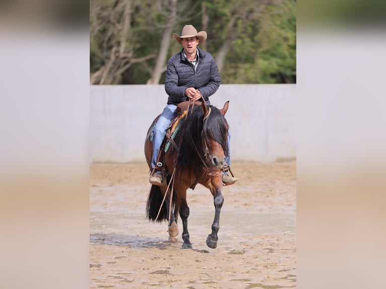 American Quarter Horse Wallach 6 Jahre Rotbrauner in Holland