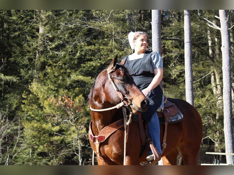 American Quarter Horse Wallach 6 Jahre Rotbrauner in Rebersburg, PA