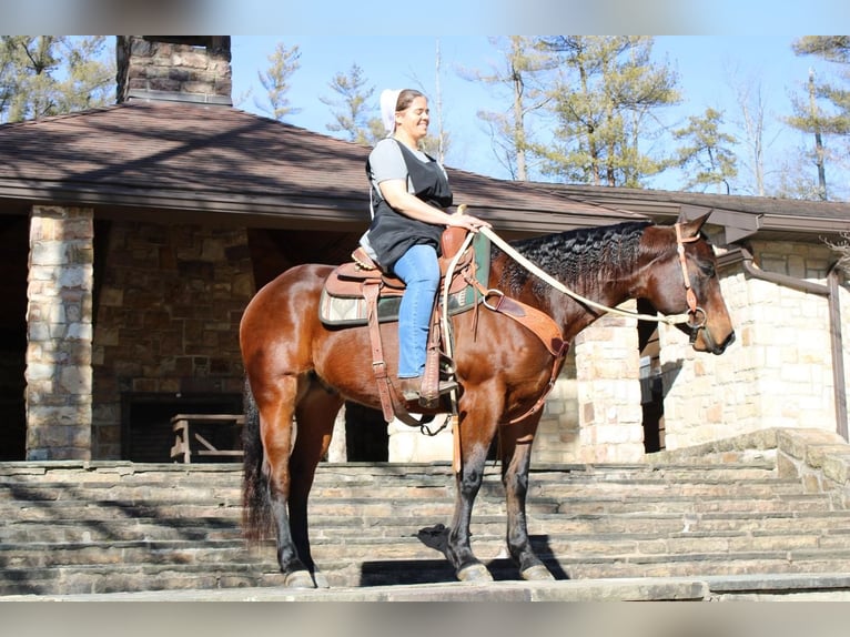 American Quarter Horse Wallach 6 Jahre Rotbrauner in Rebersburg, PA