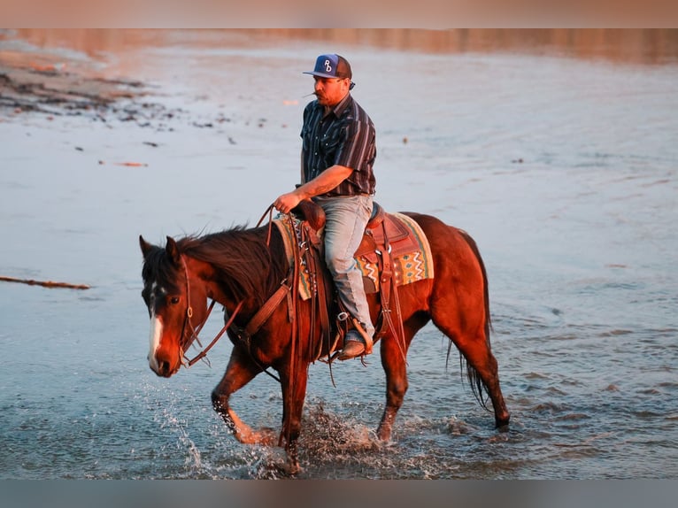 American Quarter Horse Wallach 6 Jahre Rotbrauner in Byars