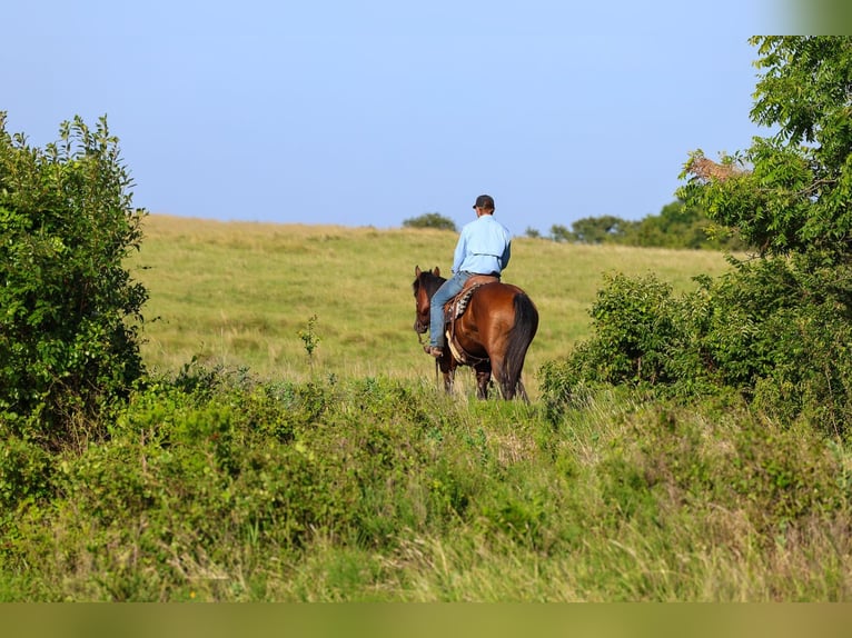 American Quarter Horse Wallach 6 Jahre Rotbrauner in Byars