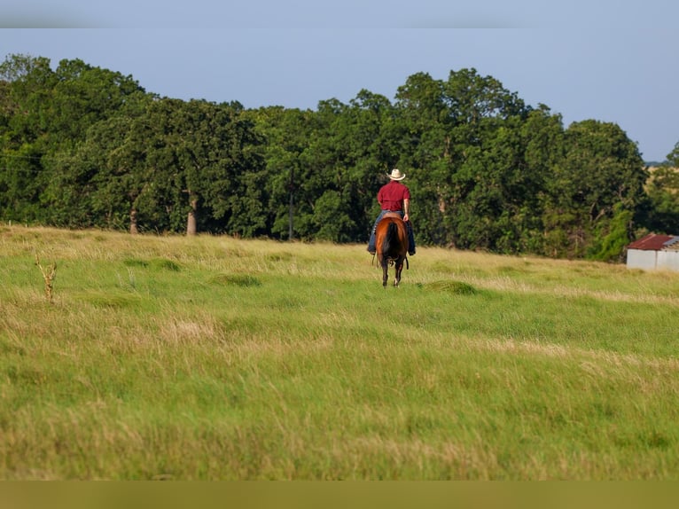 American Quarter Horse Wallach 6 Jahre Rotbrauner in Byars