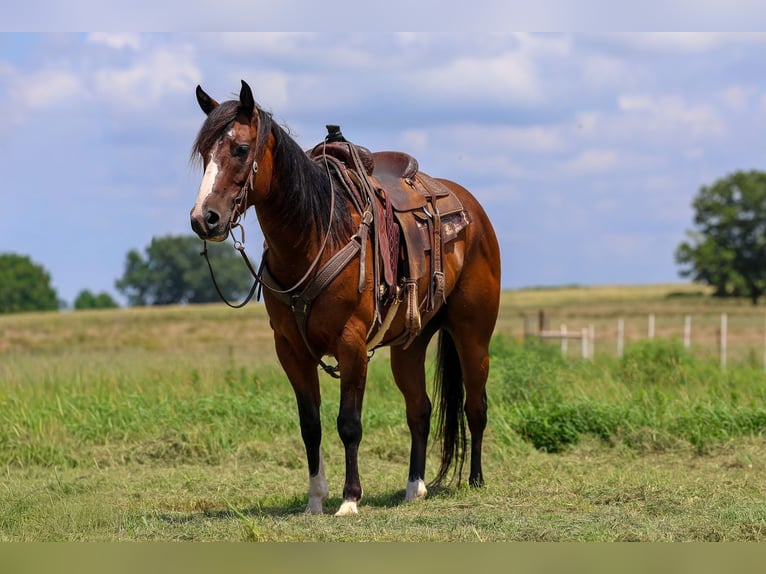 American Quarter Horse Wallach 6 Jahre Rotbrauner in Byars