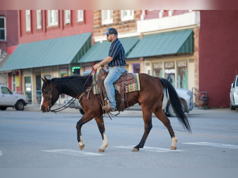 American Quarter Horse Wallach 6 Jahre Rotbrauner in Byars