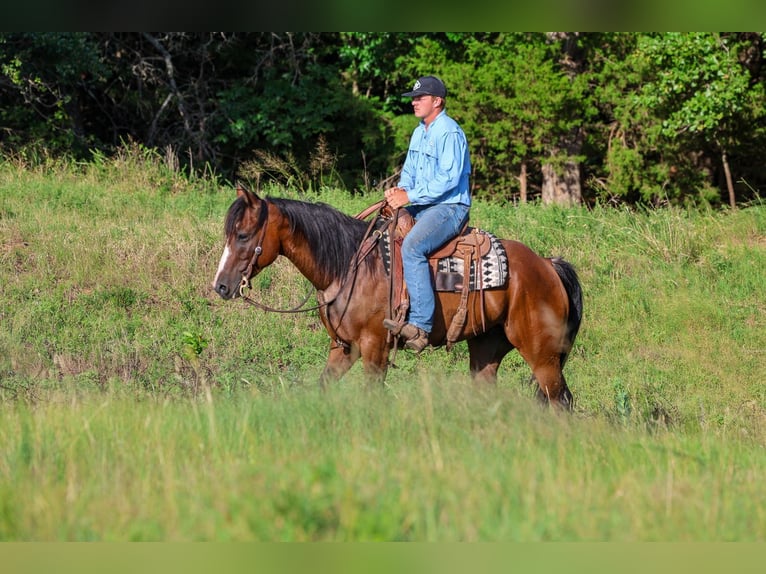 American Quarter Horse Wallach 6 Jahre Rotbrauner in Byars