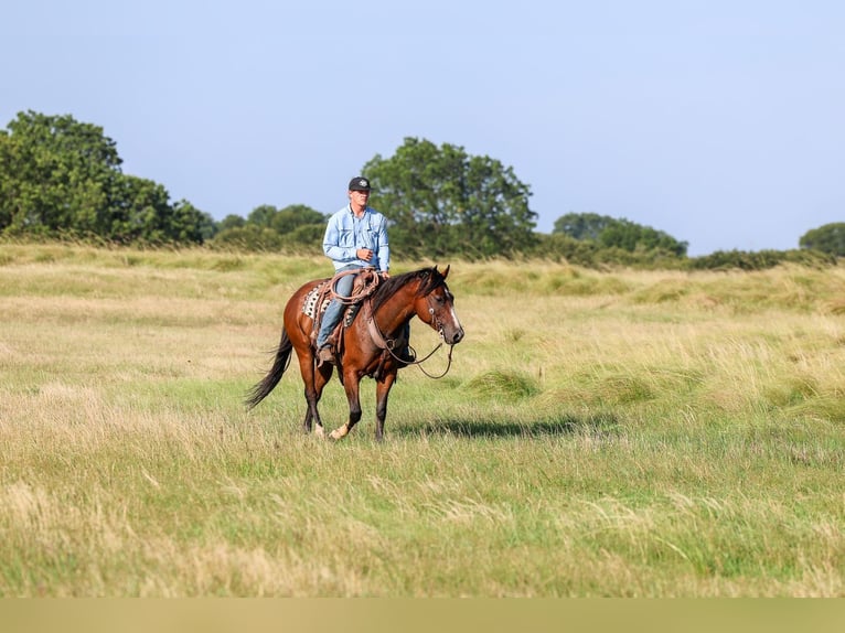 American Quarter Horse Wallach 6 Jahre Rotbrauner in Byars