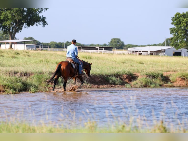 American Quarter Horse Wallach 6 Jahre Rotbrauner in Byars