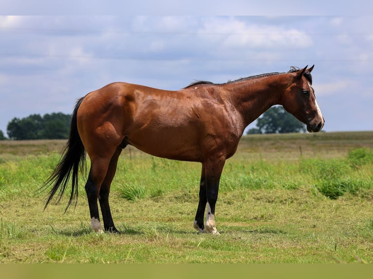 American Quarter Horse Wallach 6 Jahre Rotbrauner in Byars