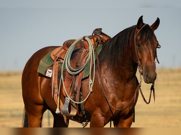 American Quarter Horse Wallach 6 Jahre Rotbrauner in Canyon