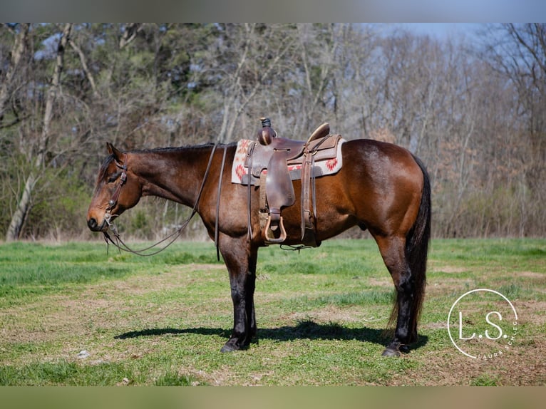 American Quarter Horse Wallach 6 Jahre Rotbrauner in Syracuse