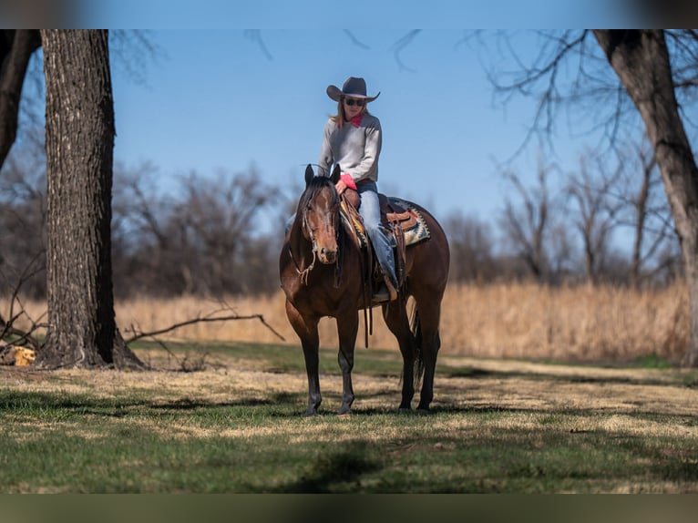 American Quarter Horse Wallach 6 Jahre Rotbrauner in Amarillo, TX