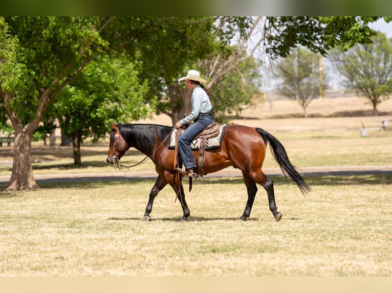 American Quarter Horse Wallach 6 Jahre Rotbrauner in Amarillo, TX