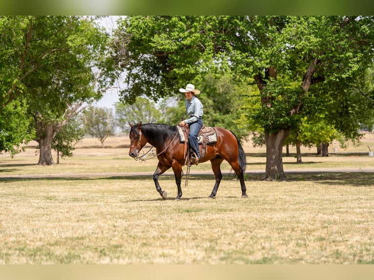 American Quarter Horse Wallach 6 Jahre Rotbrauner in Amarillo, TX