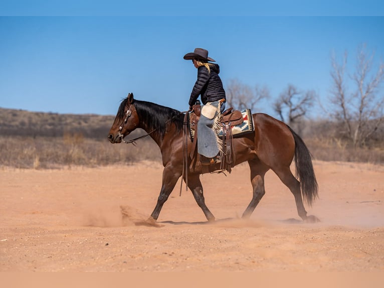 American Quarter Horse Wallach 6 Jahre Rotbrauner in Amarillo, TX