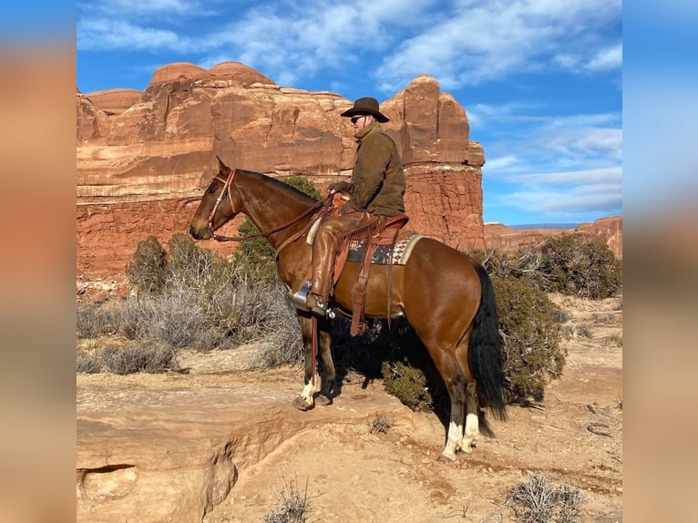 American Quarter Horse Wallach 6 Jahre Rotbrauner in Hesperus, CO