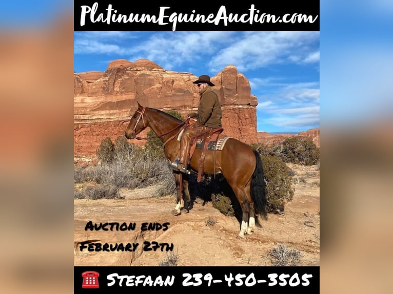 American Quarter Horse Wallach 6 Jahre Rotbrauner in Hesperus, CO