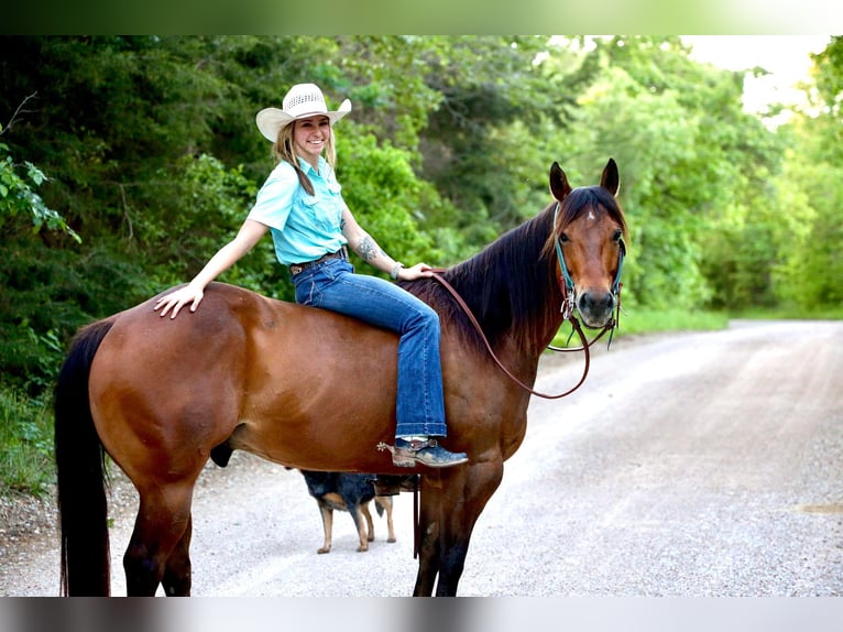 American Quarter Horse Wallach 6 Jahre Rotbrauner in Warsaw NY