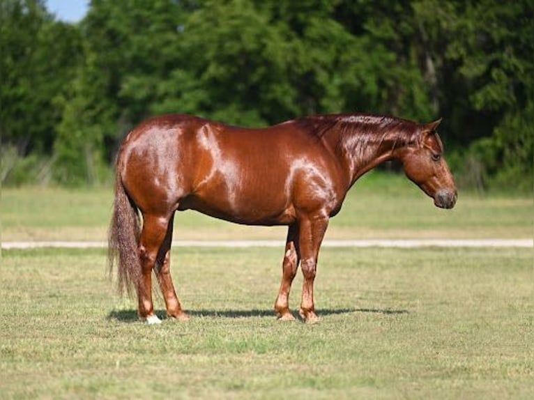 American Quarter Horse Wallach 6 Jahre Rotfuchs in Waco