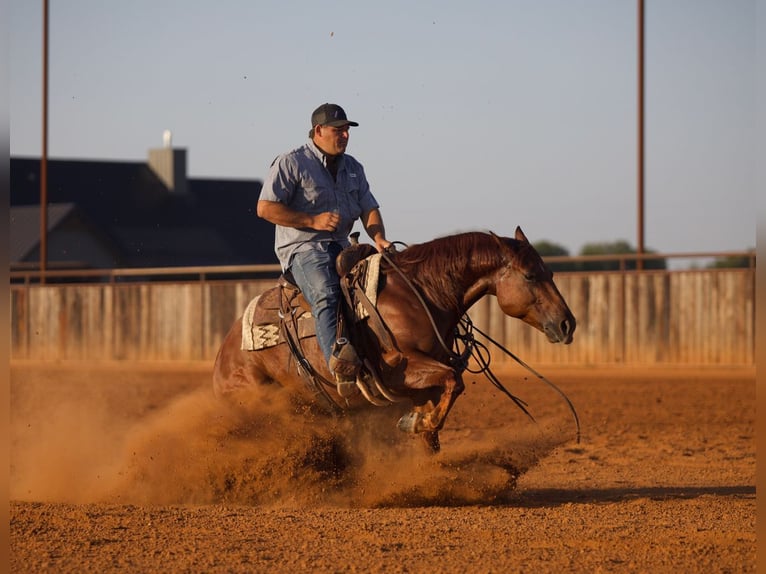 American Quarter Horse Wallach 6 Jahre Rotfuchs in Waco