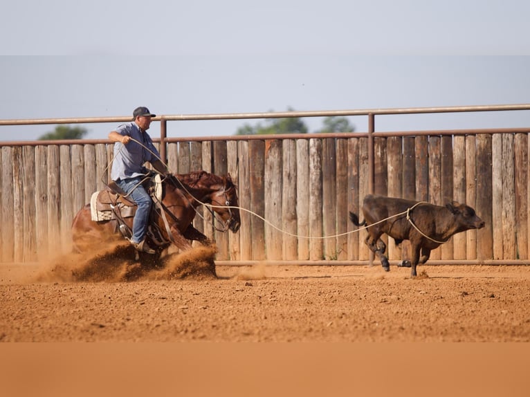 American Quarter Horse Wallach 6 Jahre Rotfuchs in Waco