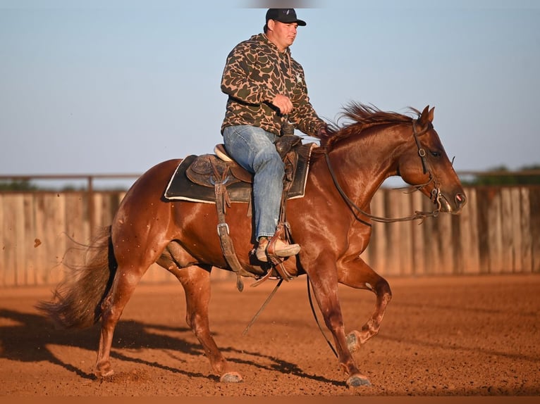 American Quarter Horse Wallach 6 Jahre Rotfuchs in Waco