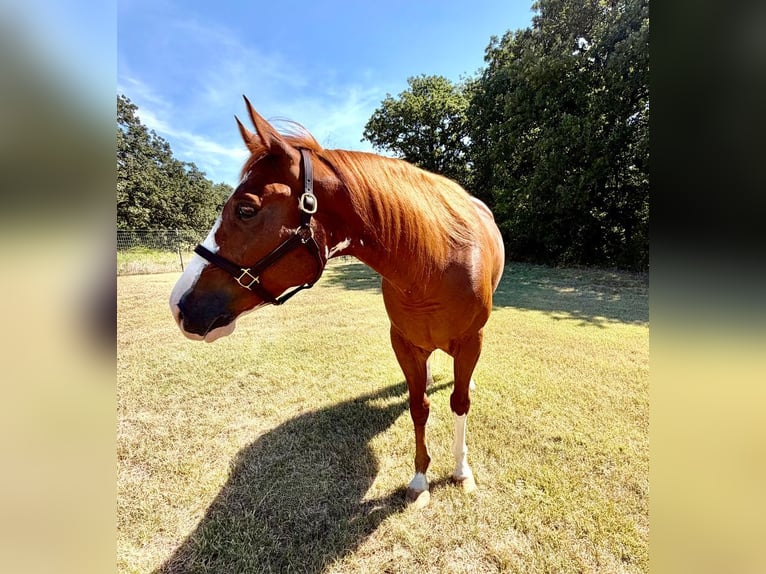 American Quarter Horse Wallach 6 Jahre Rotfuchs in Gainesville