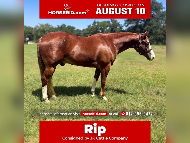 American Quarter Horse Wallach 6 Jahre Rotfuchs in Gainesville