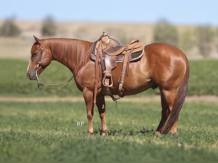 American Quarter Horse Wallach 6 Jahre Rotfuchs in Menan