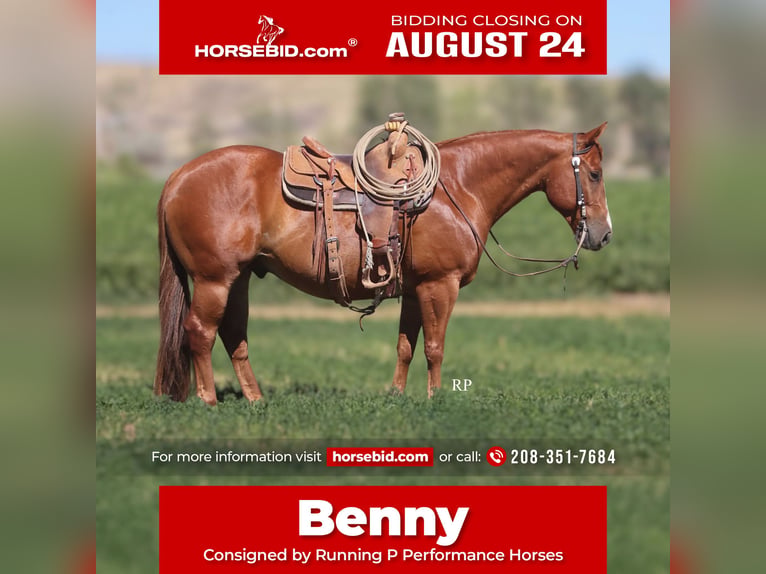 American Quarter Horse Wallach 6 Jahre Rotfuchs in Menan