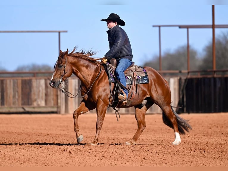 American Quarter Horse Wallach 6 Jahre Rotfuchs in Waco