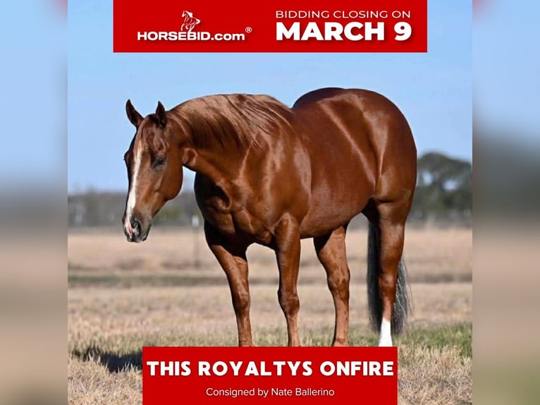 American Quarter Horse Wallach 6 Jahre Rotfuchs in Waco