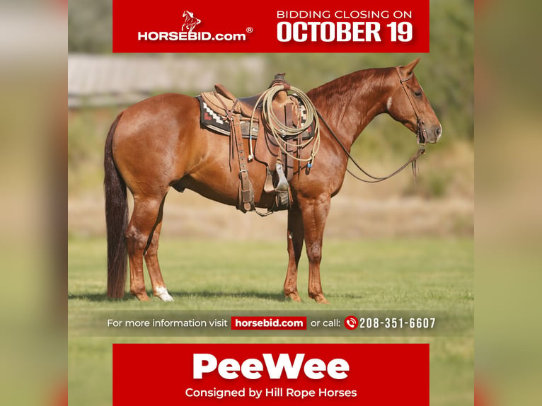 American Quarter Horse Wallach 6 Jahre Rotfuchs in Wickenburg