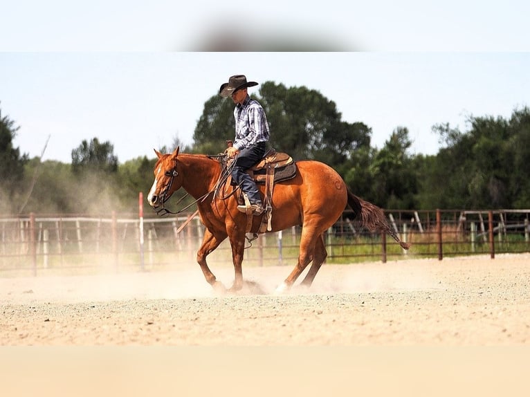 American Quarter Horse Wallach 6 Jahre Rotfuchs in Wickenburg