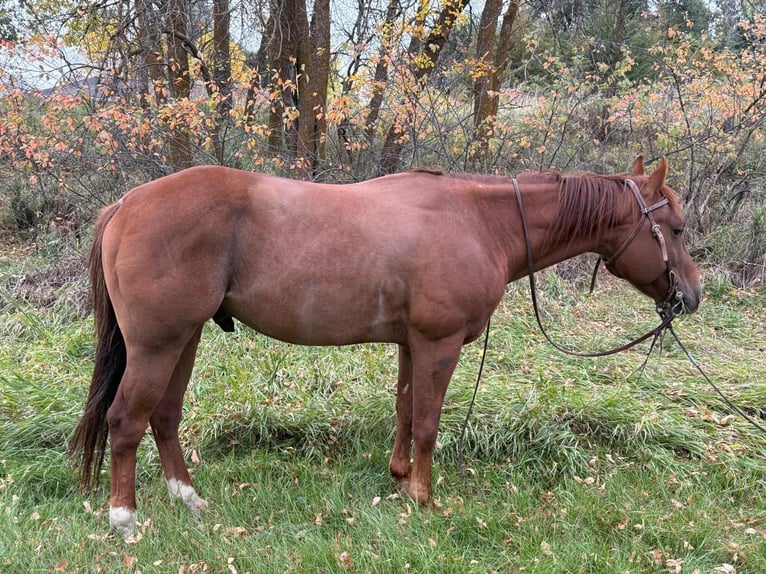 American Quarter Horse Wallach 6 Jahre Rotfuchs in Faith