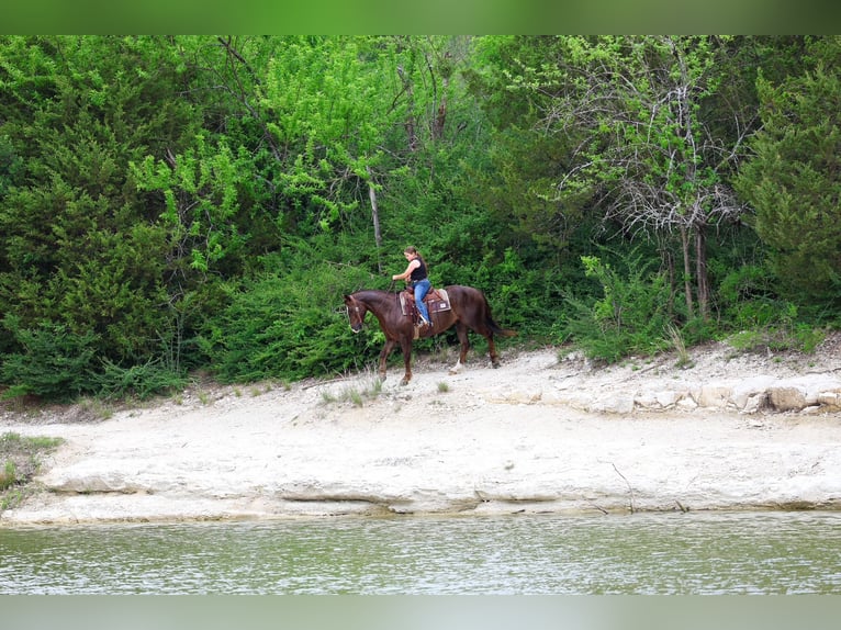 American Quarter Horse Wallach 6 Jahre Rotfuchs in Forney, TX