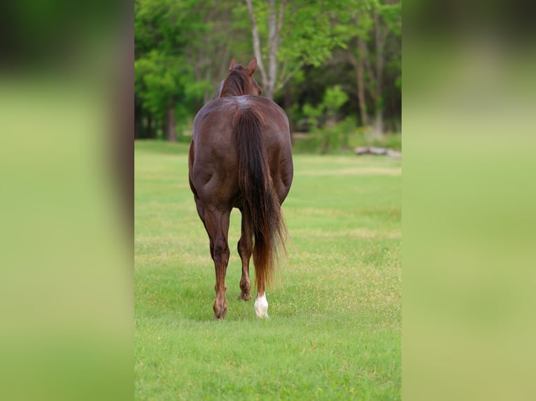 American Quarter Horse Wallach 6 Jahre Rotfuchs in Forney, TX