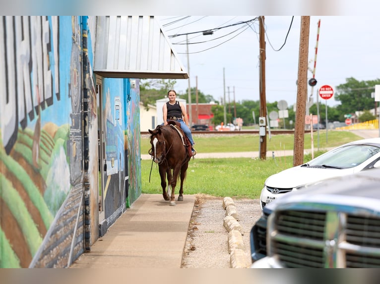 American Quarter Horse Wallach 6 Jahre Rotfuchs in Forney, TX