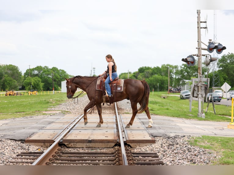 American Quarter Horse Wallach 6 Jahre Rotfuchs in Forney, TX