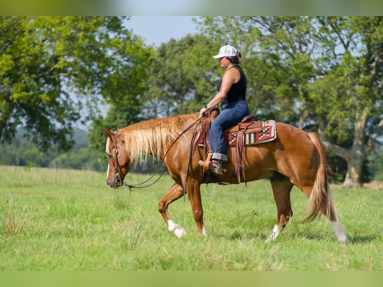 American Quarter Horse Mix Wallach 6 Jahre Rotfuchs in Waco