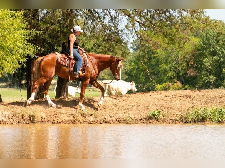 American Quarter Horse Mix Wallach 6 Jahre Rotfuchs in Waco