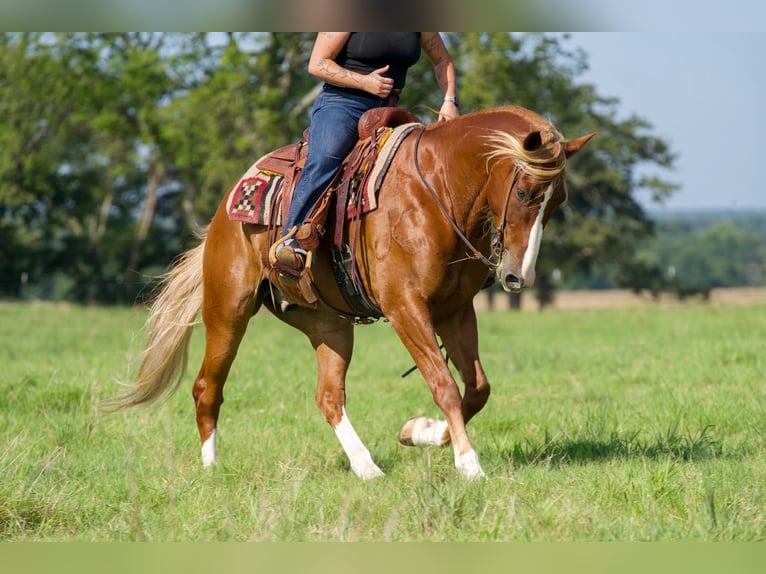 American Quarter Horse Mix Wallach 6 Jahre Rotfuchs in Waco