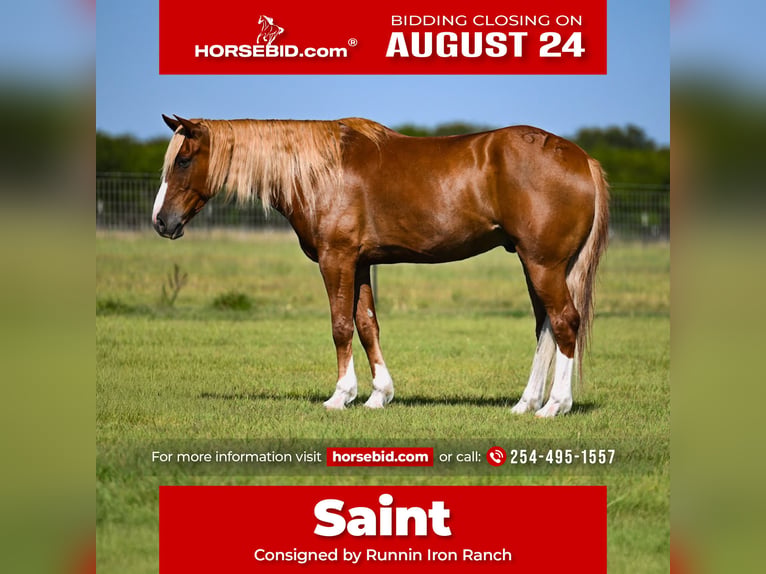 American Quarter Horse Mix Wallach 6 Jahre Rotfuchs in Waco