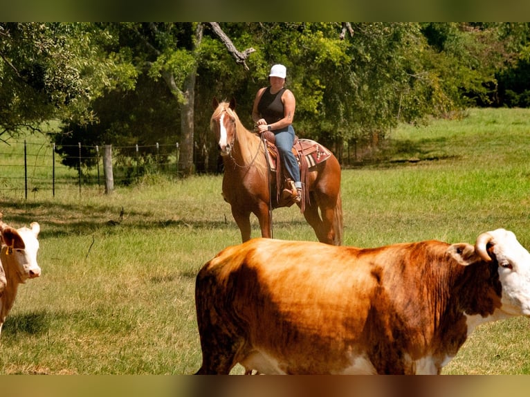 American Quarter Horse Mix Wallach 6 Jahre Rotfuchs in Waco