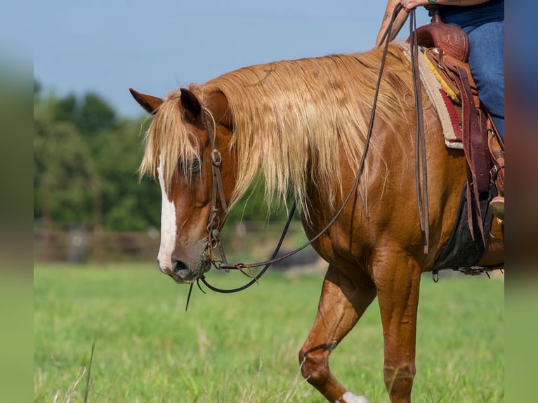 American Quarter Horse Mix Wallach 6 Jahre Rotfuchs in Waco