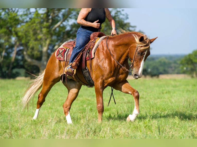 American Quarter Horse Mix Wallach 6 Jahre Rotfuchs in Waco
