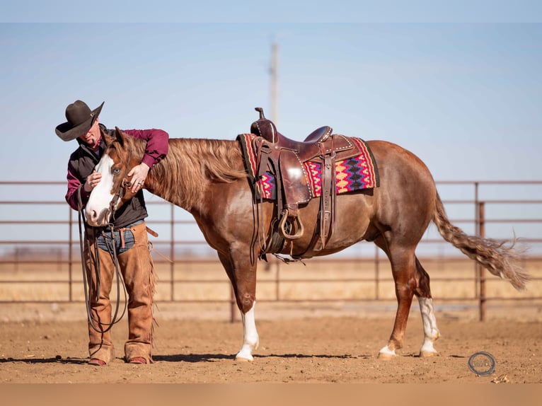 American Quarter Horse Wallach 6 Jahre Rotfuchs in Sumterville, FL