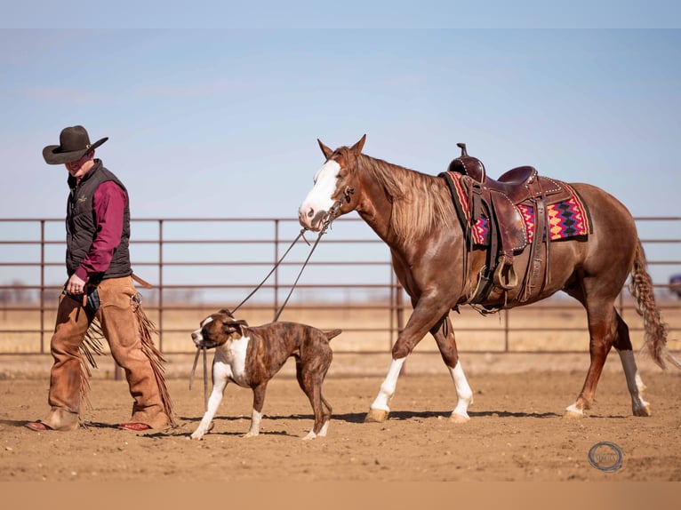 American Quarter Horse Wallach 6 Jahre Rotfuchs in Sumterville, FL
