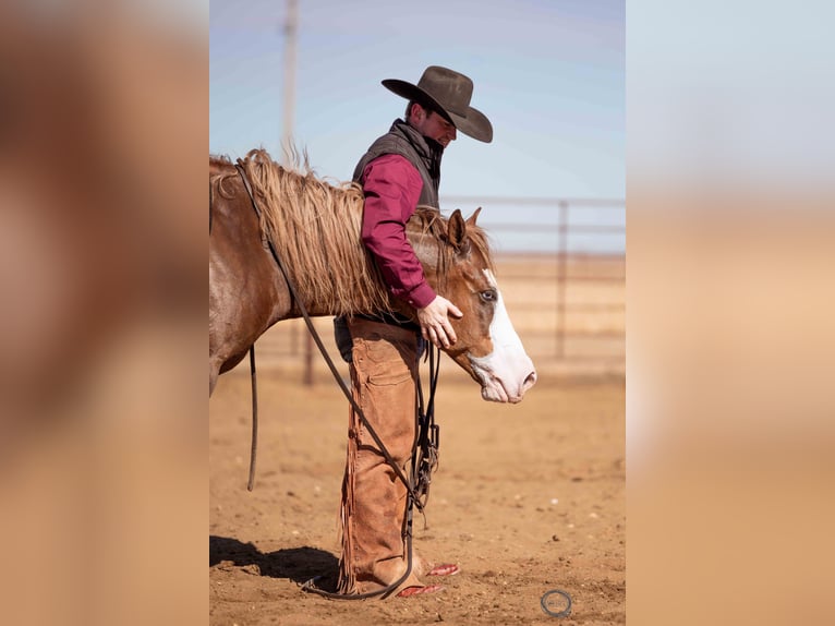American Quarter Horse Wallach 6 Jahre Rotfuchs in Sumterville, FL