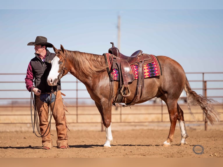 American Quarter Horse Wallach 6 Jahre Rotfuchs in Sumterville, FL